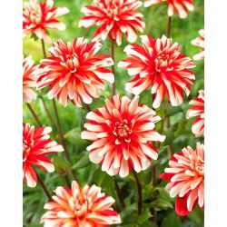 Dahlia - Dynamite