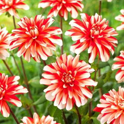 Dahlia - Dynamite