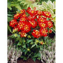 Dahlia - Impression Festivo