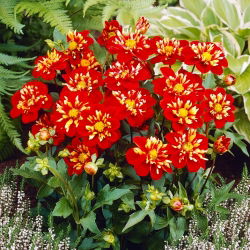 Dahlia - Impression Festivo