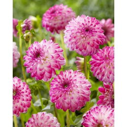 Dahlia - Pink Isa