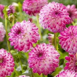 Dahlia - Pink Isa