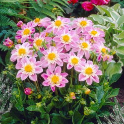 Dahlia - Impression Famoso