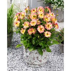 Dahlia - Pacific Ocean - Large Pack! - 10 pcs