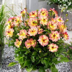 Dahlia - Pacific Ocean