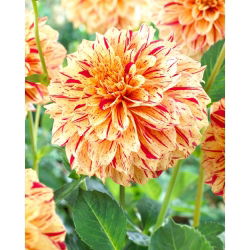 Dahlia - Painted Madam - Large Pack! - 10 pcs