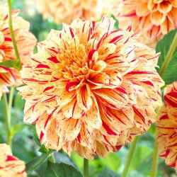 Dalia - Señora pintada
