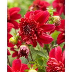 Dahlia - Inca - Large Pack! - 10 pcs