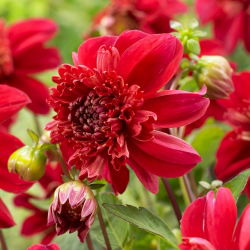 Dahlia - Inca - Large Pack! - 10 pcs