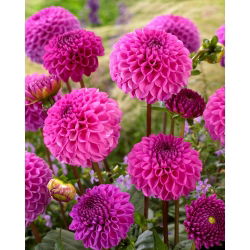 Dahlia - Jan van Schaffelaar