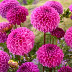 Dahlia - Jan van Schaffelaar
