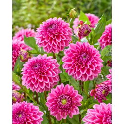 Dahlia - Sandra