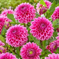 Dahlia - Sandra