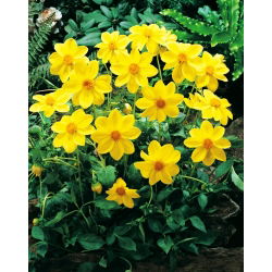Dahlia - Yellow Sneezy