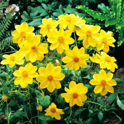 Dahlia - Yellow Sneezy