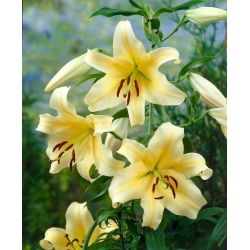 Tree Lily - Honeymoon - Large Pack! - 10 pcs.