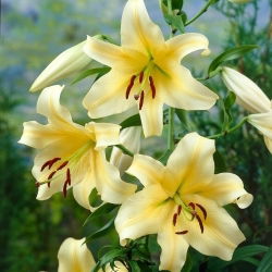 Tree Lily - Honeymoon - Large Pack! - 10 pcs.