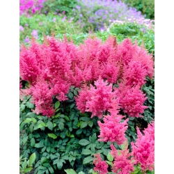 Falskt getskägg (Astilbe) Federsee - rosa