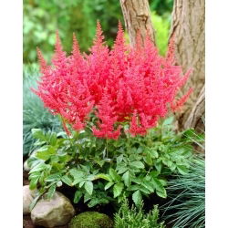 Falsa barba di capra (Astilbe) Else Schluck - rossa