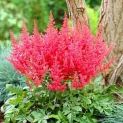 Falsa barba di capra (Astilbe) Else Schluck - rossa