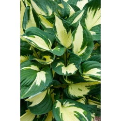 Hosta värillinen Hulk