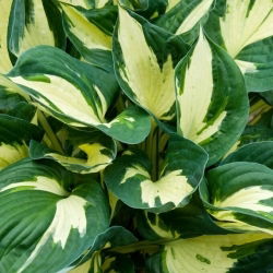 Hosta värillinen Hulk
