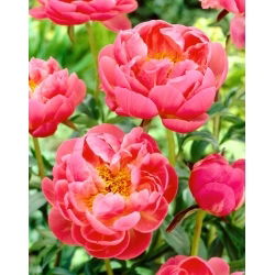 Božur, Paeonia - Coral Charm - sadnica