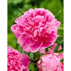 Peon, Paeonia - Jacorma - frøplante