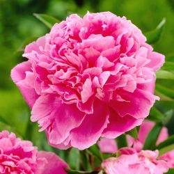 Peon, Paeonia - Jacorma - frøplante