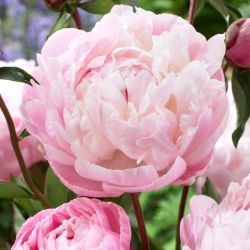 Peon, Paeonia - Lady Alexandra Duff - frøplante