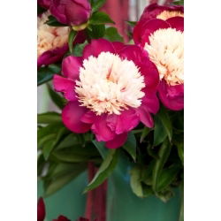 Pivonka, Paeonia - Biela čiapka - sadenica