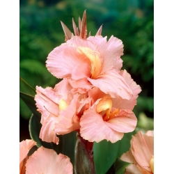 Lys Canna - Salmon Beauty