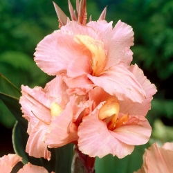 Lys Canna - Salmon Beauty