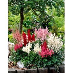 Falskt getskägg (Astilbe) - mix