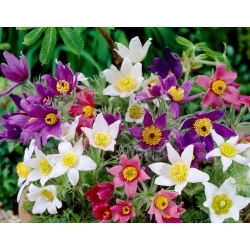 Pasque Flower - Mix - Seedling - Large Pack! - 10 pcs
