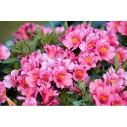 Perui liliom - Alstroemeria Roze - 1 db.