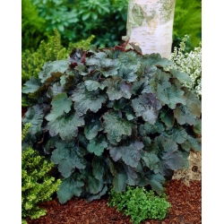 Alumroot - Rachel - 1 st - 