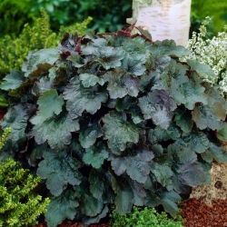Alumroot - Rachel - 1 st - 