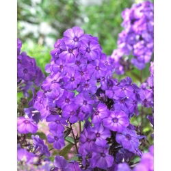 Phlox (Phlox) - Blue Paradise - 1 db.
