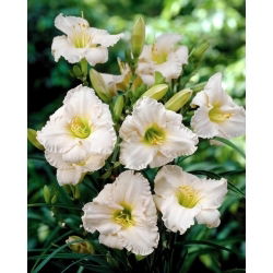Daylily Longfields Beauty