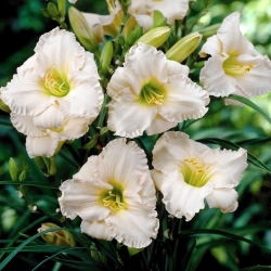 Daylily Longfields Beauty