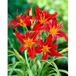 Daylily Sammy Russell