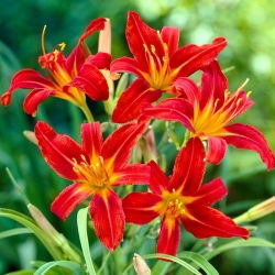 Daylily Sammy Russell