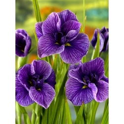 Iris mit Fransen, Shaga - Katy Mendez - 