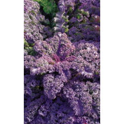 Varză kale - Scarlet - Frumusețe rezistentă de iarnă, cu nuanțe violet intense - Semințe proaspete