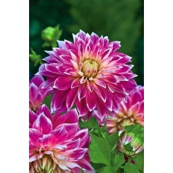 Dahlia "Purple Explosion" - pacote XL - 50 unid.