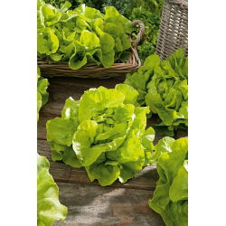 Butterhead salata "Lento" - za cjelogodišnje uzgoj - 900 sjemenki - Lactuca sativa L. var. Capitata - sjemenke