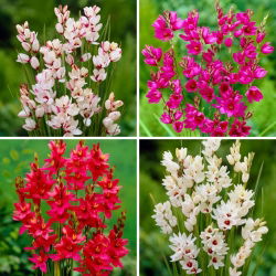 Ixia - lirio de maíz - selección de cuatro variedades de plantas con flores - 100 piezas - 