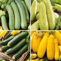 Courgette/courgette - zaden van vier soorten - 