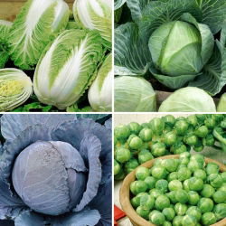Kohl - Samen von vier Sorten - 